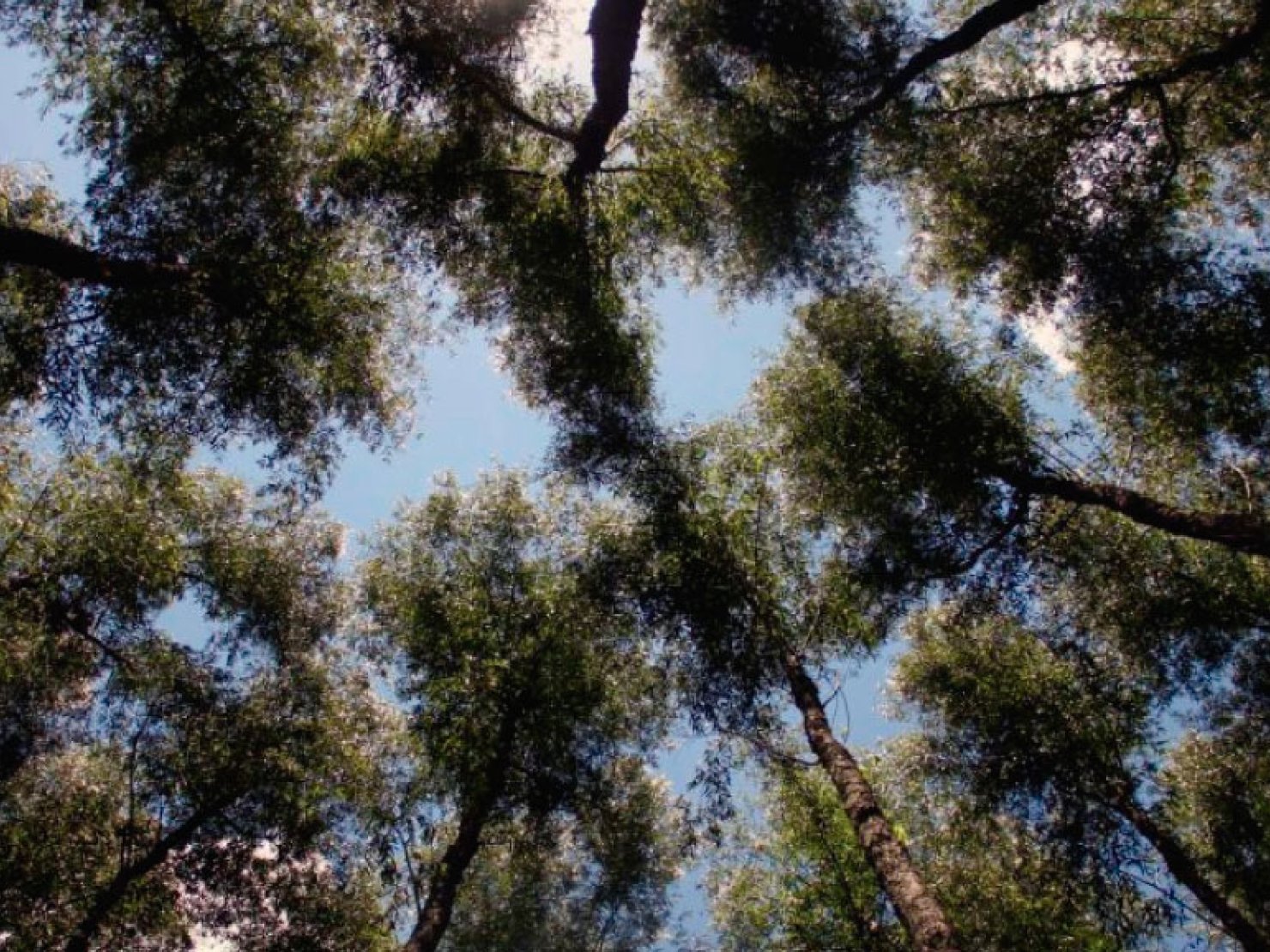 INTA: Forestaciones con sauces en bajos dulces de la depresión del Salado