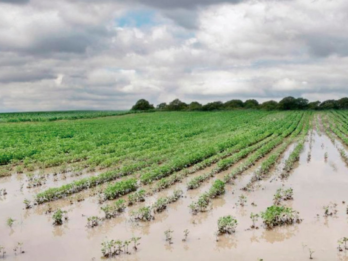 INTA: Las inundaciones, los pastizales y los suelos
