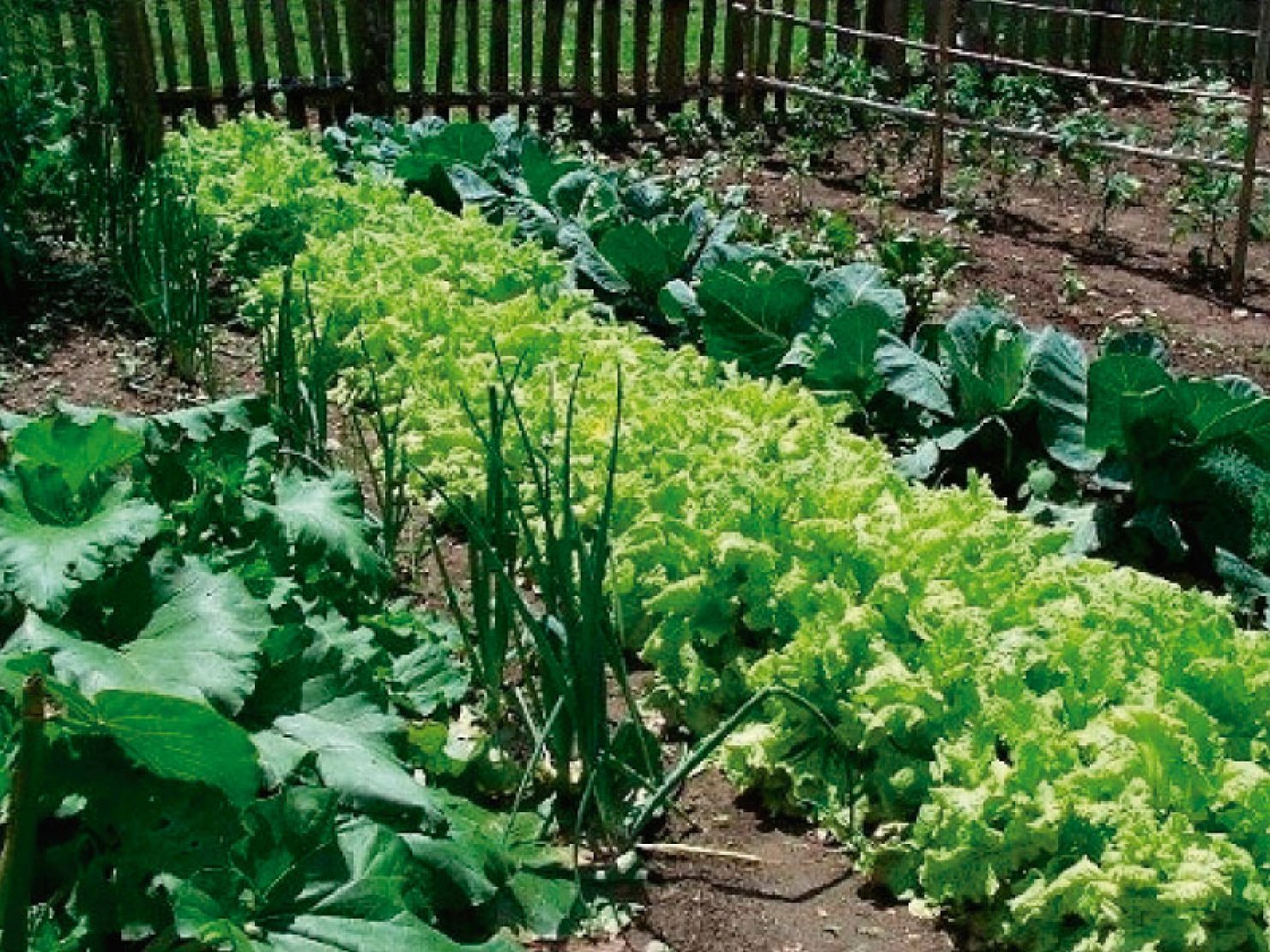 INTA: Calendario de siembra horticolas