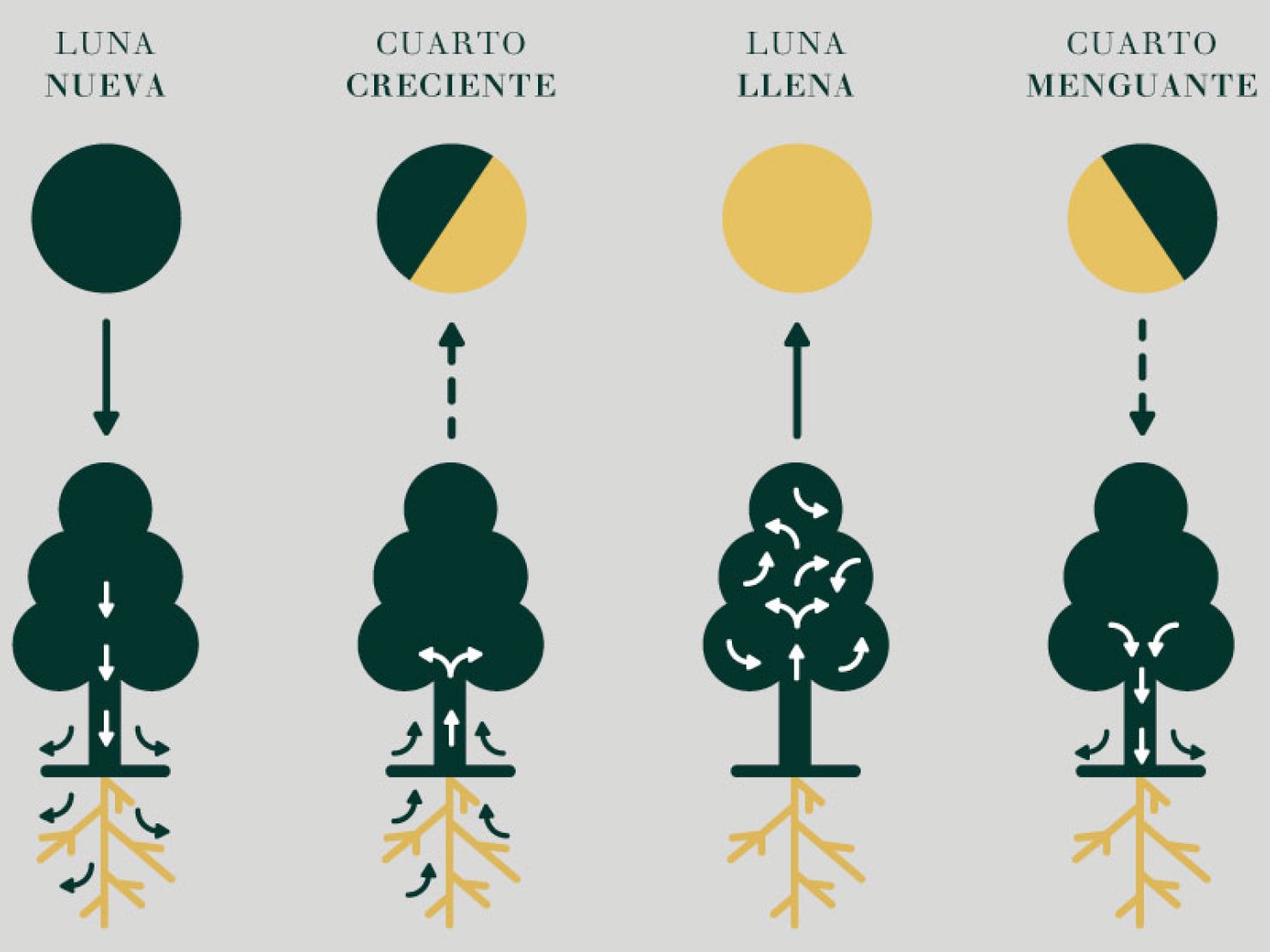 Las fases lunares y la dinámica de la savia en las plantas