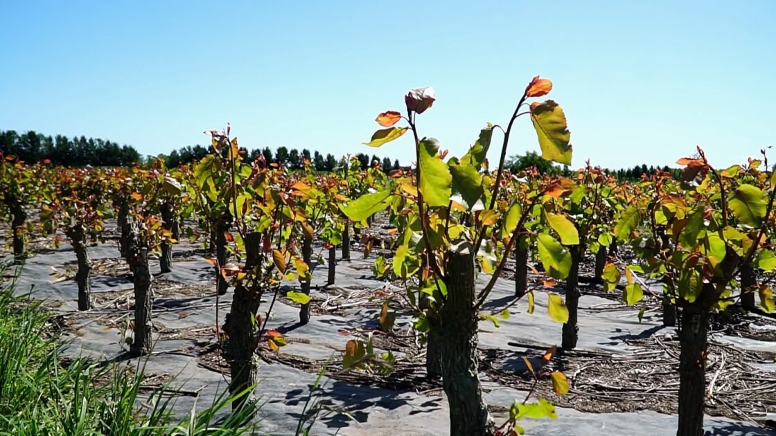 Estacas, estacones o guías